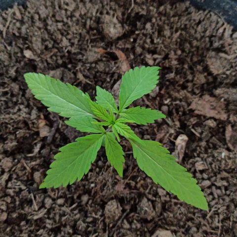 Diesel Automatic growlog timeline photo