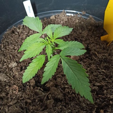 Diesel Automatic growlog timeline photo