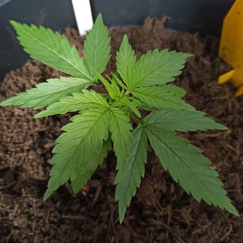 Diesel Automatic growlog timeline photo