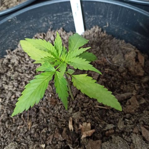 Diesel Automatic growlog timeline photo
