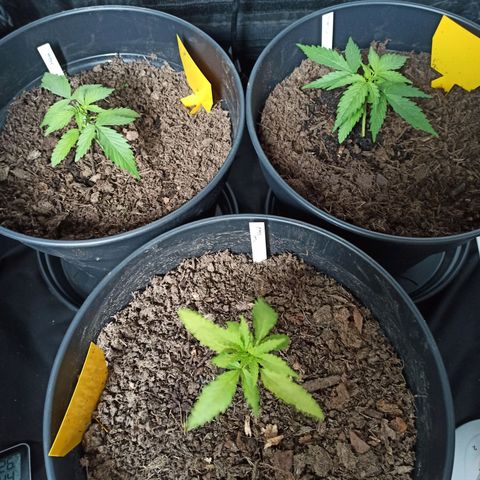 Diesel Automatic growlog timeline photo