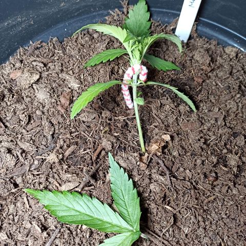 Diesel Automatic growlog timeline photo