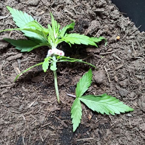 Diesel Automatic growlog timeline photo