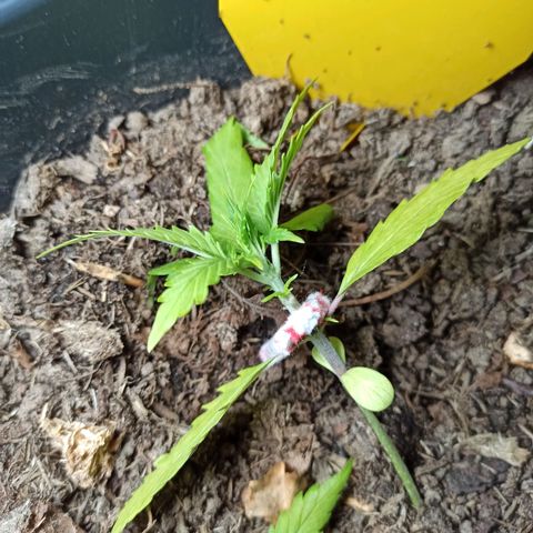 Diesel Automatic growlog timeline photo