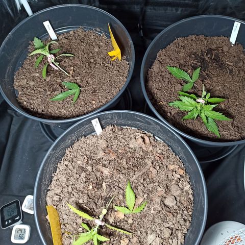 Diesel Automatic growlog timeline photo