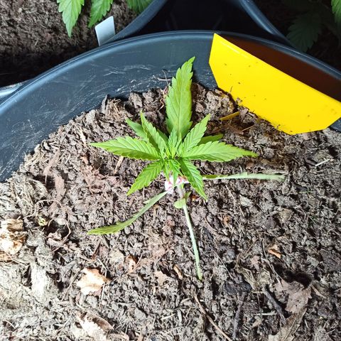 Diesel Automatic growlog timeline photo