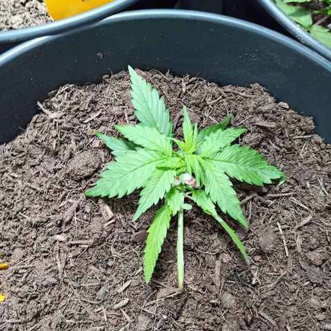 Diesel Automatic growlog timeline photo
