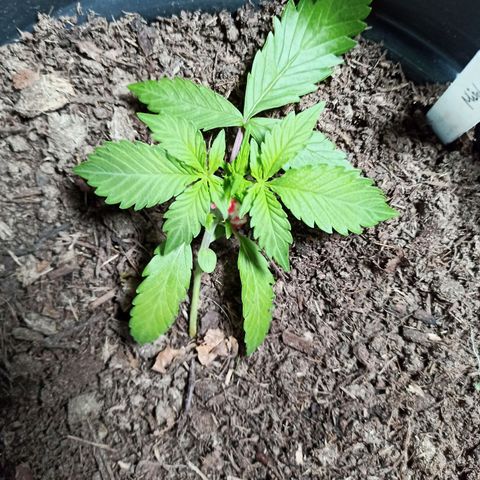 Diesel Automatic growlog timeline photo