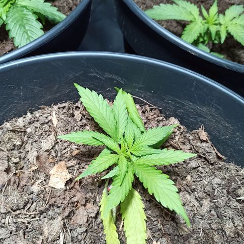 Diesel Automatic growlog timeline photo