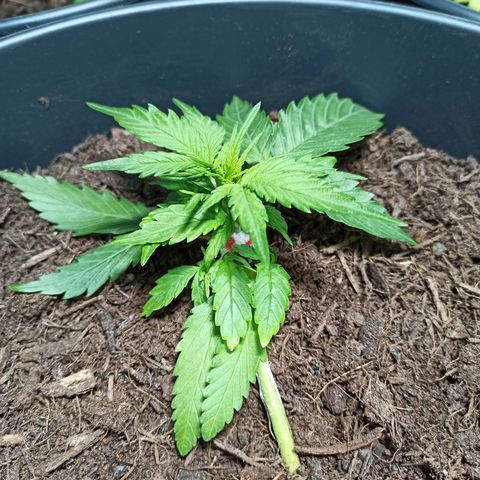 Diesel Automatic growlog timeline photo