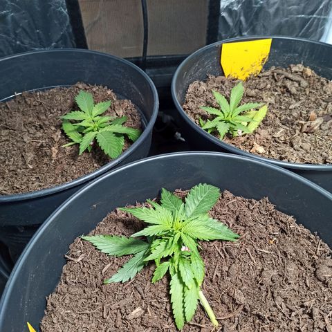 Diesel Automatic growlog timeline photo