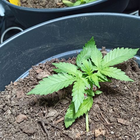 Diesel Automatic growlog timeline photo