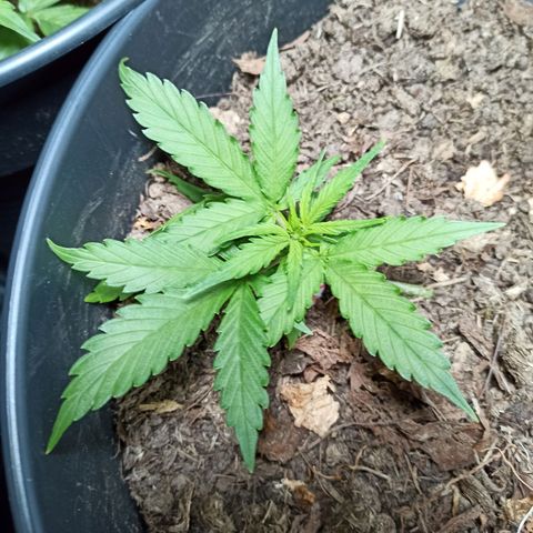 Diesel Automatic growlog timeline photo