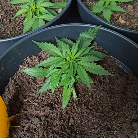 Diesel Automatic growlog timeline photo