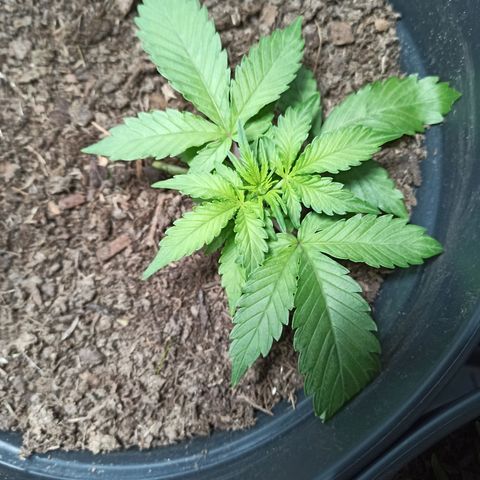 Diesel Automatic growlog timeline photo