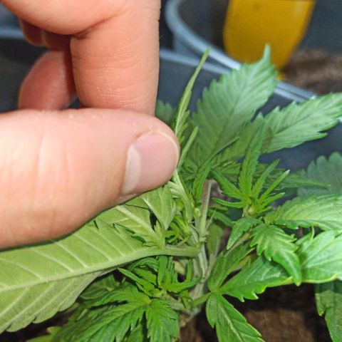 Diesel Automatic growlog timeline photo