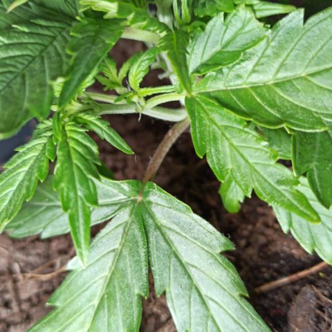 Diesel Automatic growlog timeline photo