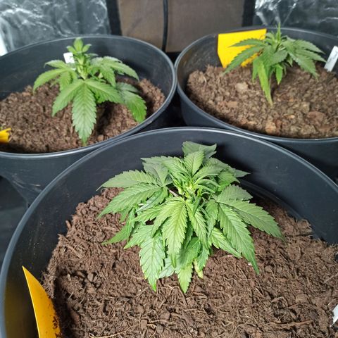 Diesel Automatic growlog timeline photo