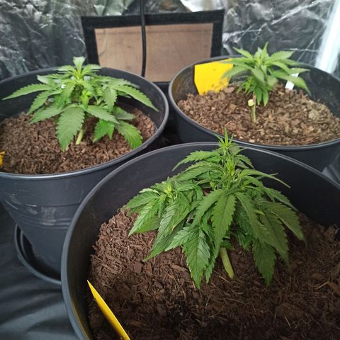 Diesel Automatic growlog timeline photo