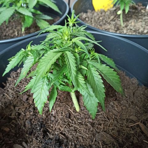 Diesel Automatic growlog timeline photo