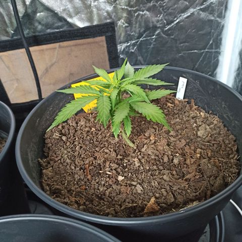 Diesel Automatic growlog timeline photo