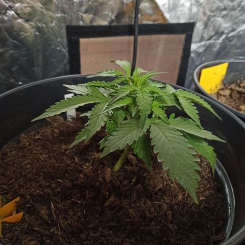 Diesel Automatic growlog timeline photo