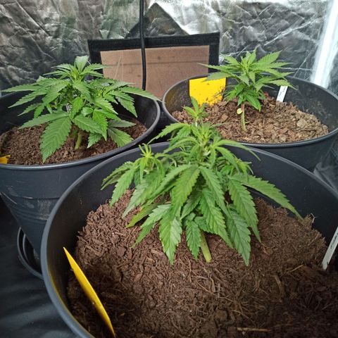 Diesel Automatic growlog timeline photo