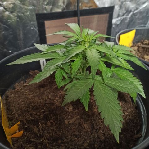 Diesel Automatic growlog timeline photo