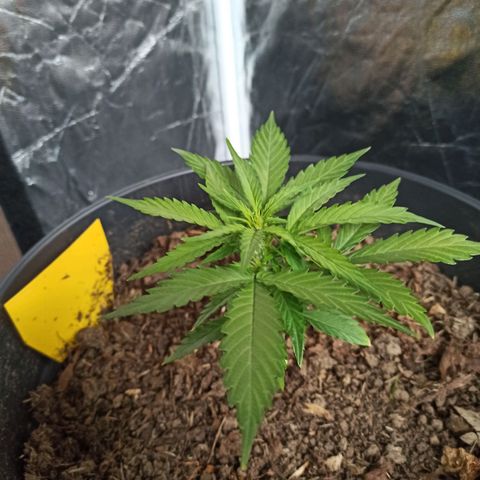 Diesel Automatic growlog timeline photo