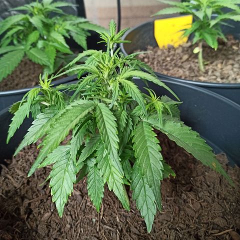 Diesel Automatic growlog timeline photo