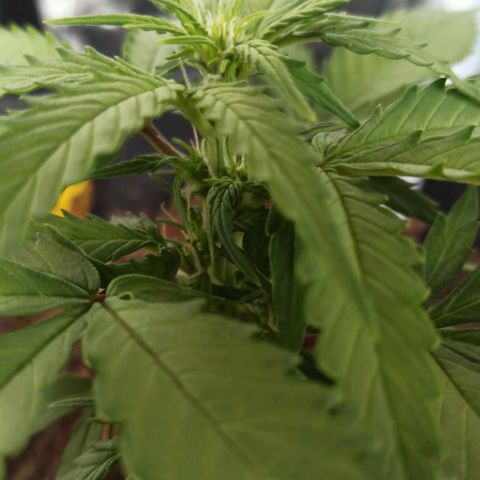 Diesel Automatic growlog timeline photo