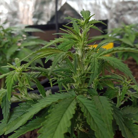 Diesel Automatic growlog timeline photo