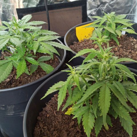 Diesel Automatic growlog timeline photo