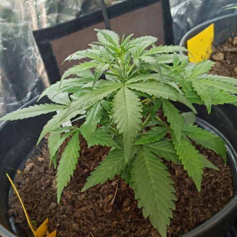 Diesel Automatic growlog timeline photo
