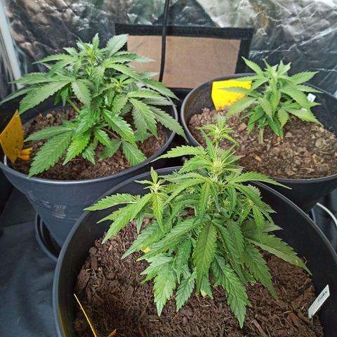 Diesel Automatic growlog timeline photo
