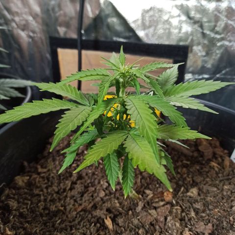 Diesel Automatic growlog timeline photo