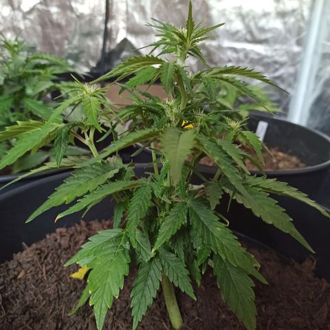 Diesel Automatic growlog timeline photo