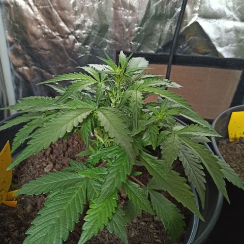 Diesel Automatic growlog timeline photo
