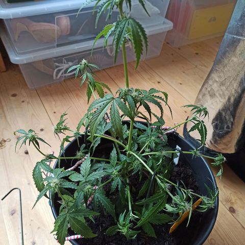 Diesel Automatic growlog timeline photo