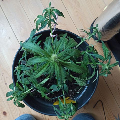 Diesel Automatic growlog timeline photo