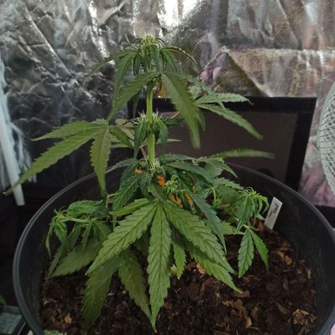 Diesel Automatic growlog timeline photo
