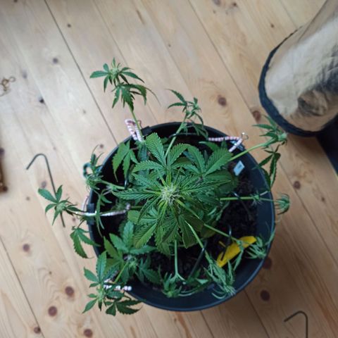 Diesel Automatic growlog timeline photo