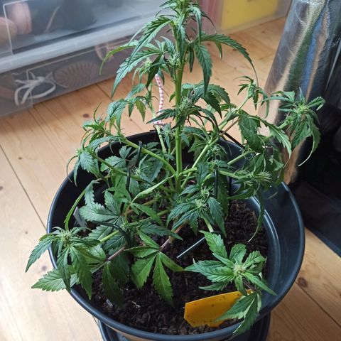 Diesel Automatic growlog timeline photo