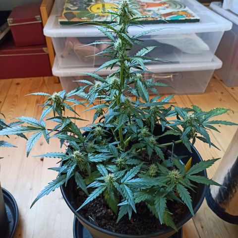 Diesel Automatic growlog timeline photo
