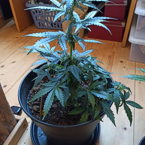 Diesel Automatic growlog timeline photo