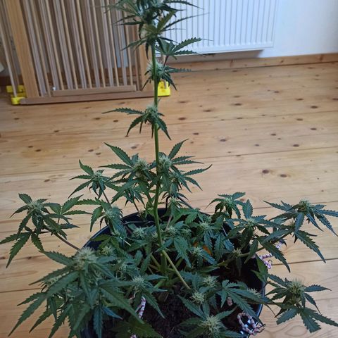 Diesel Automatic growlog timeline photo