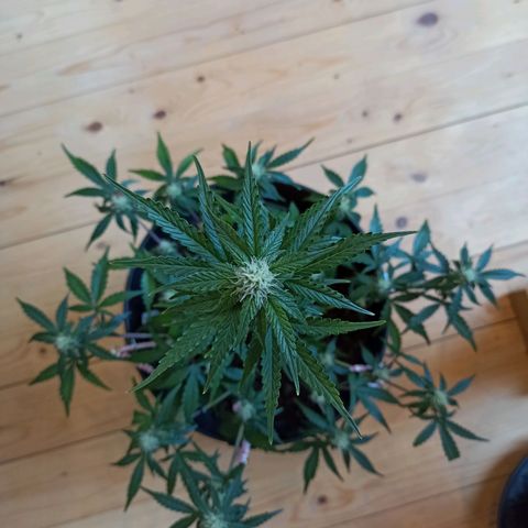 Diesel Automatic growlog timeline photo