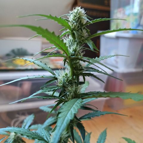 Diesel Automatic growlog timeline photo