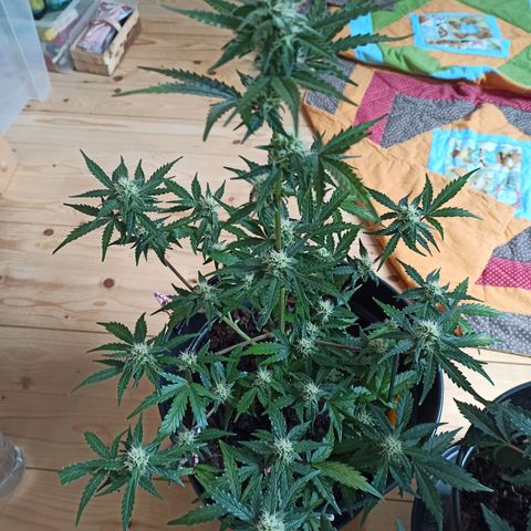Diesel Automatic growlog timeline photo