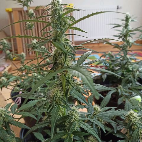 Diesel Automatic growlog timeline photo